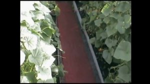 Покрытие из резиновой крошки. Дорожка на даче ширина 50см.