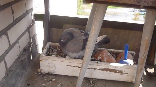 Голубь защищает гнездо. смотреть онлайн
