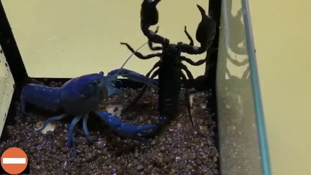 SCORPION KING vs CRAWFISH BATTLE (БОРЬБА СКОРПИОНА И РАКА) смотреть онлайн