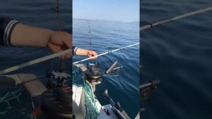 Как опустить даунриггер с двумя спиннингами. Ловля Симы.