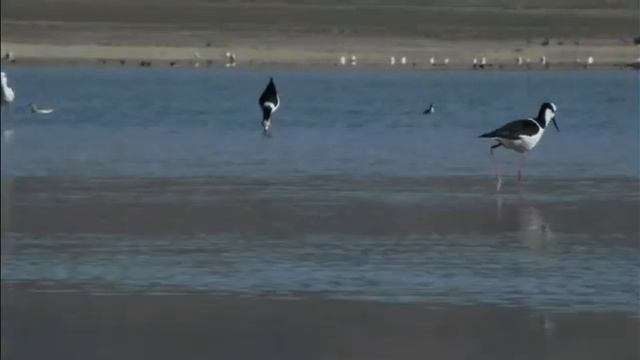Laguna de Pozuelo, Province de Jujuy, Argentine смотреть онлайн