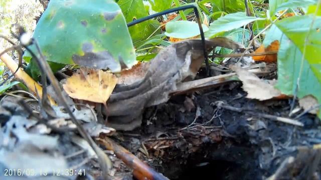 Осиное гнездо. Осы атакуют видеокамеру смотреть онлайн