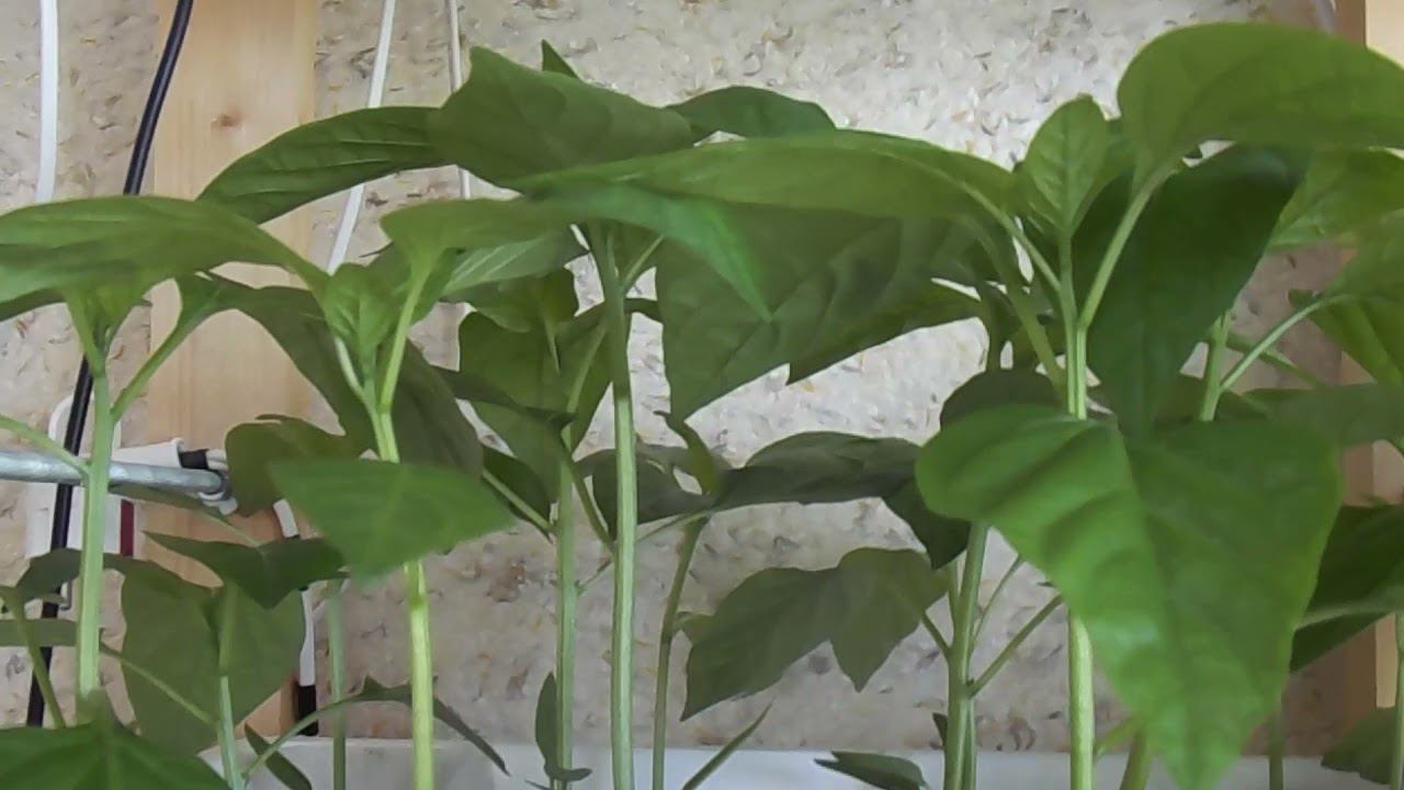 53 Тестирование самодельных фитоламп (40Вт) на рассаде перца смотреть онлайн