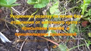 Сажаем усы клубники в ИЮЛЕ, укоренение розеток на почве без отделения от материнского куста