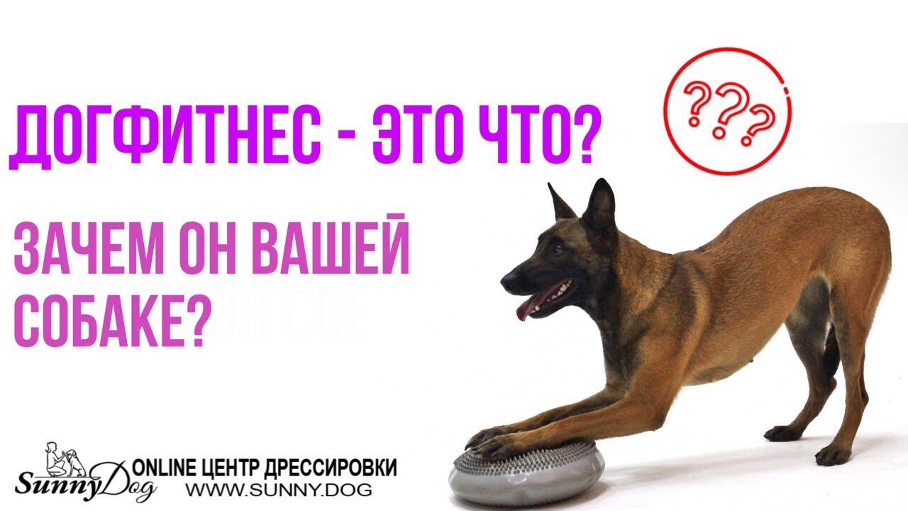 Дог Фитнес - что это такое? Зачем он вашей собаке?