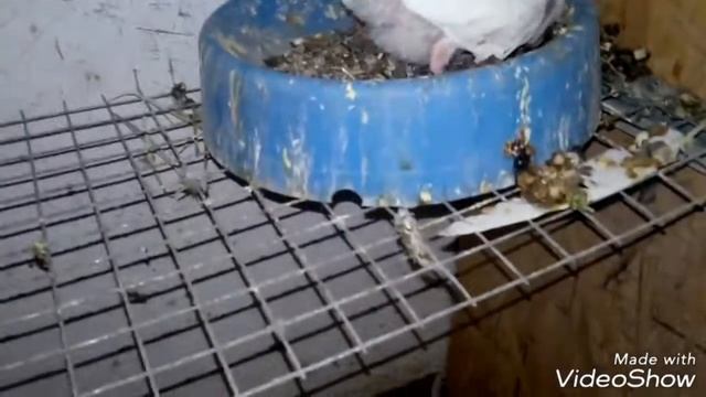 Мои зимние голубята 2018 смотреть онлайн