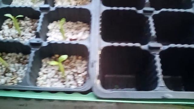 Adenium семена из Китая Алиэкспресс, 12 дней смотреть онлайн
