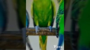самые редкие окрасы волнистых попугаев ??????