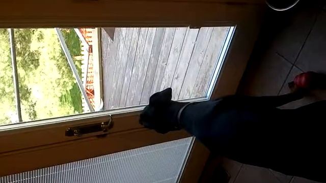 Doberman pup, understands how to open the door смотреть онлайн
