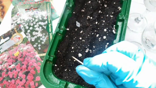 ПОСЕВНОЙ СЕЗОН ПЕТУНИИ ПРОДОЛЖАЕТСЯ. ПОСЛЕДНИЙ ПОСЕВ АМПЕЛЬНОЙ ПЕТУНИИ. КАКИЕ СОРТОСЕРИИ СЕЮ. смотреть онлайн