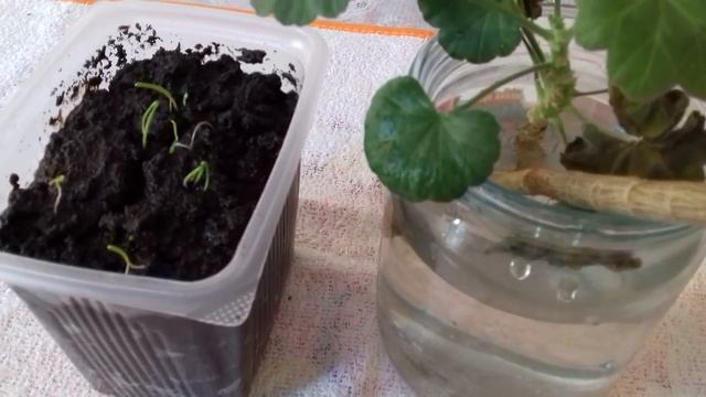 Чёрнушка,какие результаты всхожести . смотреть онлайн