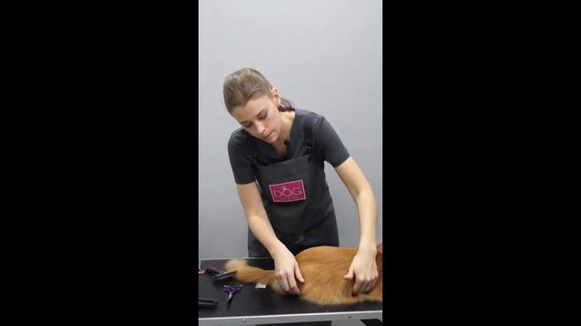 ЭКСПРЕСС ЛИНЬКА / ГРУМИНГ КОТА / GROOM SCHOOL смотреть онлайн
