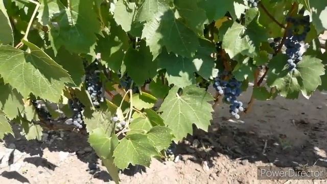 Технические сорта винограда в Воронеже. смотреть онлайн