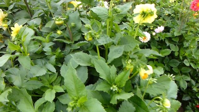 Самые веселые ребята! смотреть онлайн