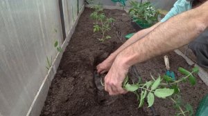 Как сажать ДЛИННУЮ  РАССАДУ  помидор, лёжа.Посадка переросшей рассады томатов в теплицу.