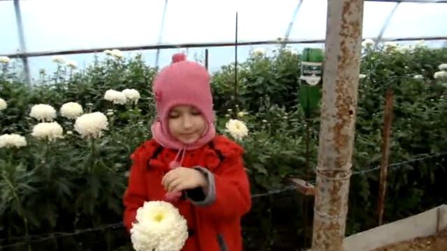 внуки помогают срезать цветы смотреть онлайн