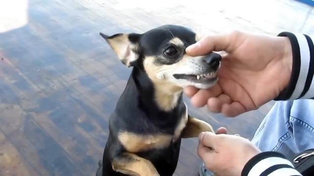 маленькая злая собака) смотреть онлайн