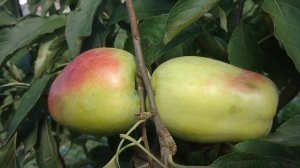 Яблоко Кандиль Синап. Красивая форма, оригинальный вкус! Отзыв и видео от питомника Макси Сад