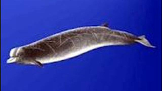 На какую глубину могут нырять морские млекопитающие? смотреть онлайн