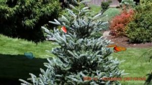 Пихта корейская Сильберлок (abies koreana silberlocke) ? обзор: как сажать, саженцы пихты Сильберло