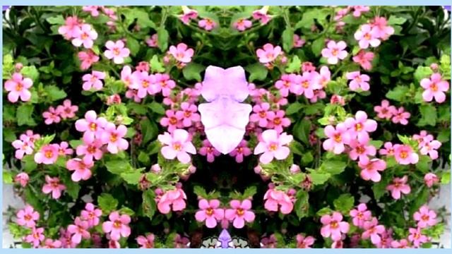 Бакопа (сутера) смотреть онлайн