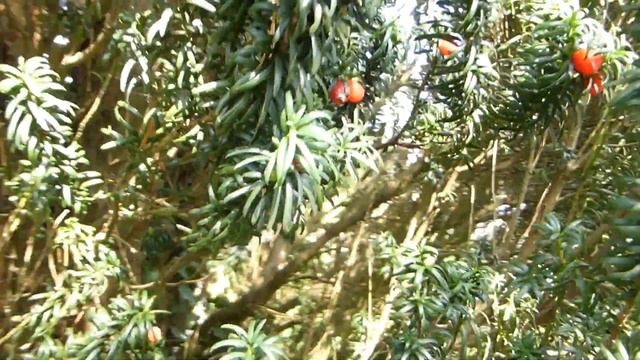 Yew tree - Taxus baccata - Poisonous berries - Barrlind - Ýviður - Trjárækt - Eitruð ber смотреть онлайн