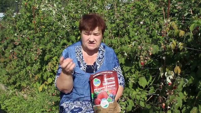 Малина завалит вас урожаем! Секрет выращивание ремонтантной малины смотреть онлайн