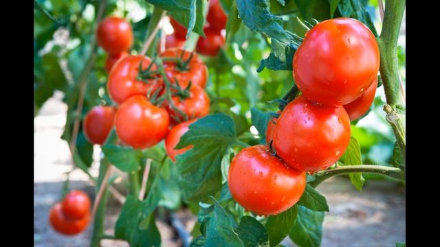 ТОП 10 СОВЕТОВ ПО ПОДКОРМКЕ РАССАДЫ ТОМАТОВ - КОГДА И ЧЕМ ПОДКОРМИТЬ РАССАДУ ТОМАТОВ (ПОМИДОР) смотреть онлайн