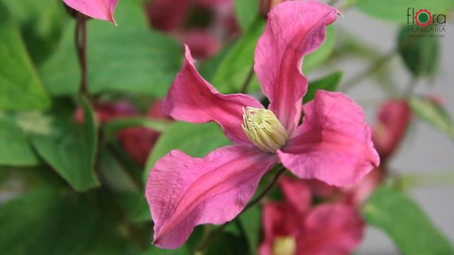 Clematis - Clematis Integrifolia