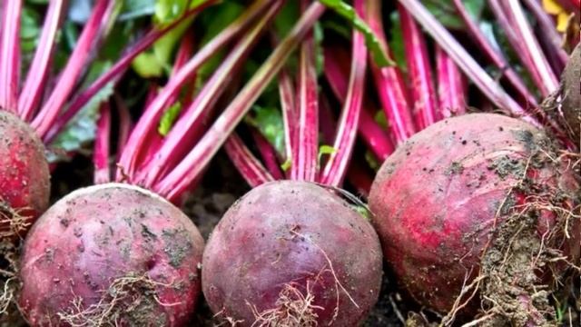 СРОЧНО ПОДКОРМИТЕ свеклу ЭТИМ, если она плохо растет смотреть онлайн