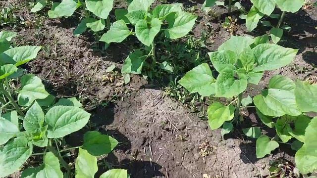 Результат Евролайтинга и опрыскивание Регулятором Роста ( Церон ) на подсолнечник Неома. смотреть онлайн