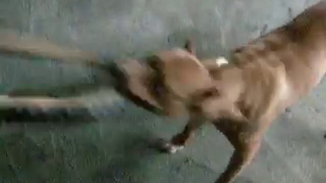 Layka pitbull смотреть онлайн