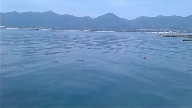 Чёрное море|Кабардинка|Дельфины|(04/05/2018г) смотреть онлайн