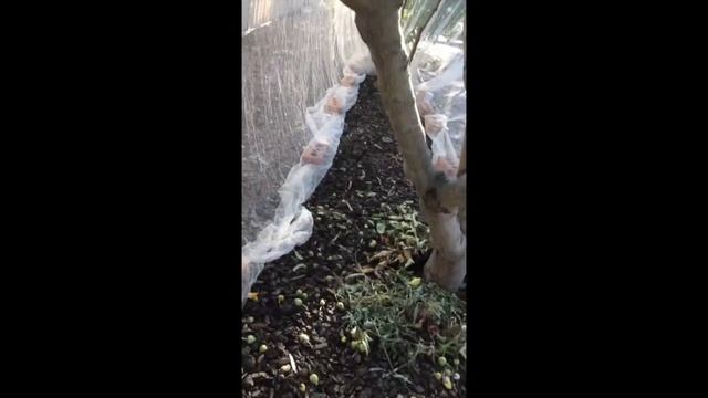 Яблони сортов Ред Делишес и Бабушка Смит, Вимера, Штат Виктория, Австралия смотреть онлайн