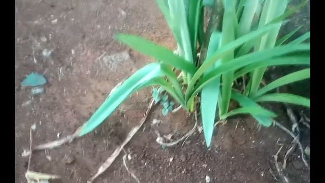 Bunga Amarilis Jogja Yang Cantik смотреть онлайн