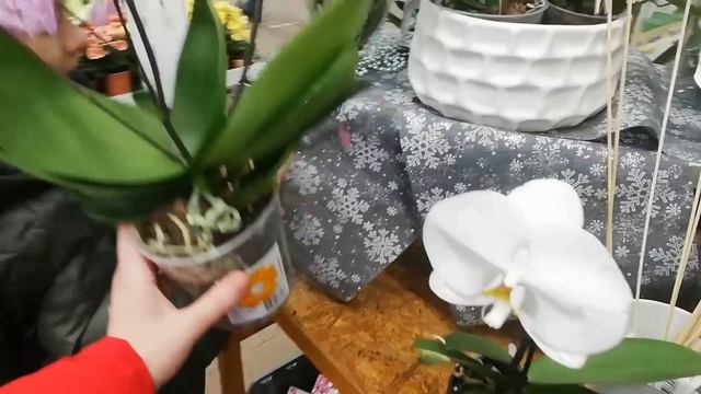 В Оби на Теплом Стане есть очень красивые Фаленопсисы Но цена на них 3000рублей Цены сильно завышен смотреть онлайн