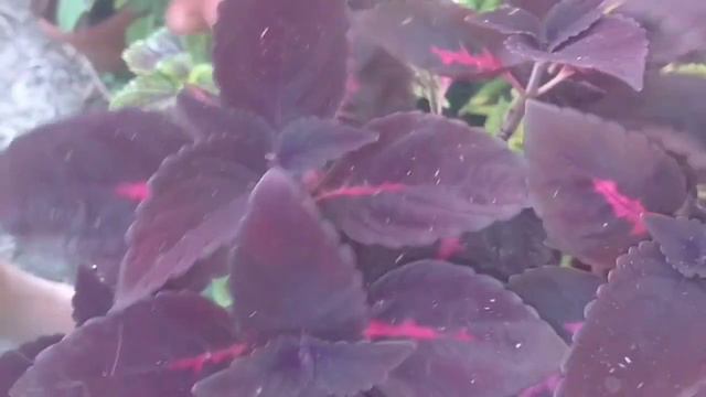 КОЛЕУС. ЛЕТНИЙ ОБЗОР КОЛЕУСОВ