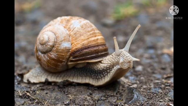 рассказываю про раковину и зубы улитки смотреть онлайн