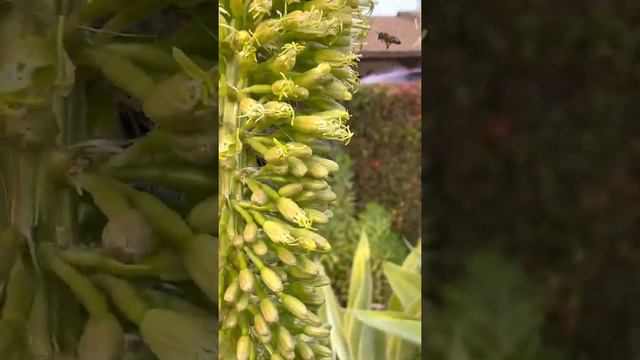 Bees loving this Agave’s one and only bloom! смотреть онлайн