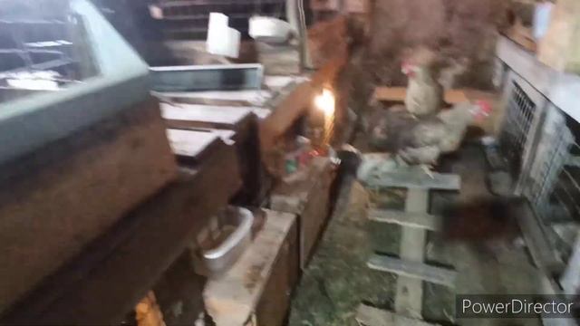 Суточный рацион моих птиц. Яйценоскостью кур я довольна. смотреть онлайн