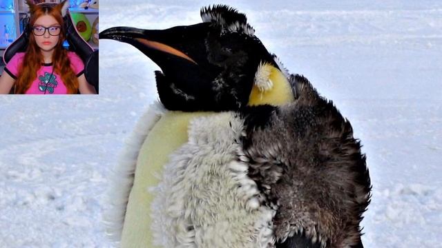 Пингвины - Мудреныч (Добро пожаловать в Антарктиду) Реакция смотреть онлайн