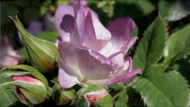 Лиловая песня Стихи, чтение и розы из сада Ирины Фетисовой (Mullerson) Музыка Елены Анненковой смотреть онлайн