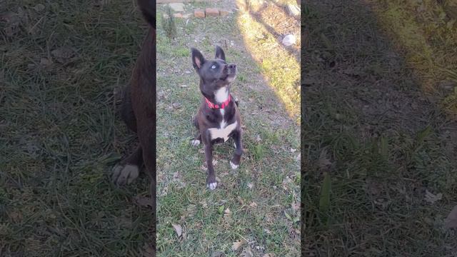 #волчица #луна #dog #собака смотреть онлайн