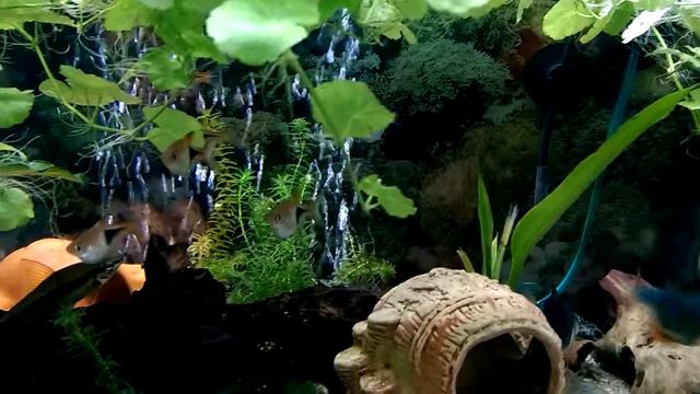 happy aquarium ... Barbus Tetrazona, Rasbora, Red-eyed Tetra, Corydoras, SAE смотреть онлайн