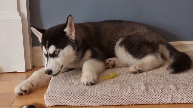 Почему собаки не едят с закрытым ртом? Милое чавкание смотреть онлайн