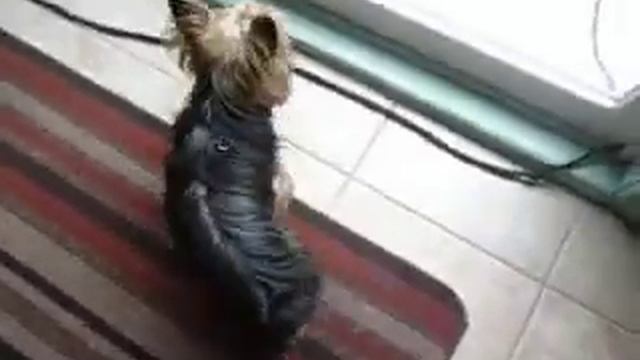 J'ais vue le chat beige ,c'est MA COUR! смотреть онлайн