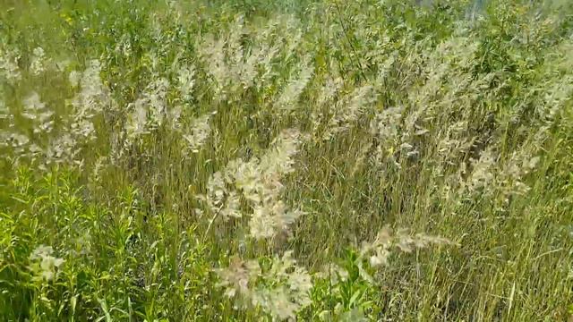 Шёлковые травы смотреть онлайн