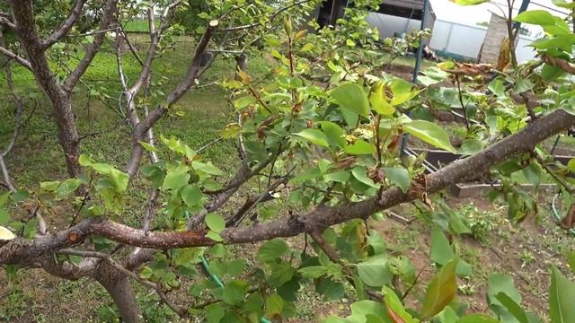 ОМОЛОЖЕНИЕ ветвей АБРИКОСА. Когда лучше вырезать ветви после заморозков. смотреть онлайн