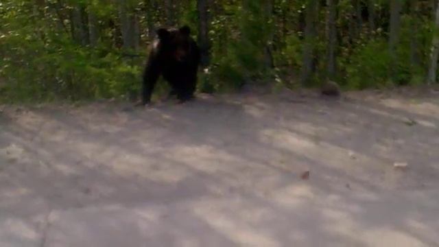 Появились медведи смотреть онлайн