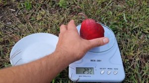 ГРУША РОЗІ РЕД БАРТЛЕТ